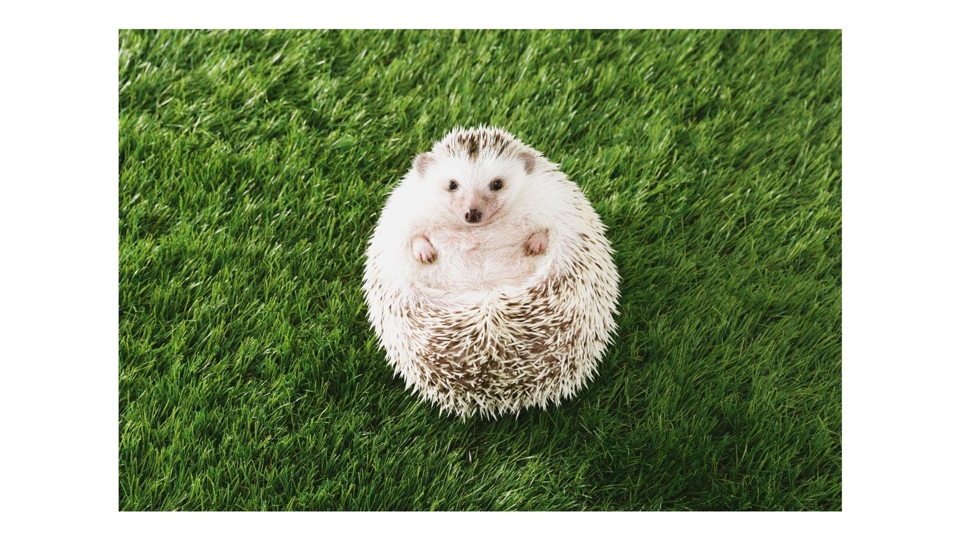 庭に人工芝を敷く前に知るべきデメリットとメンテナンス